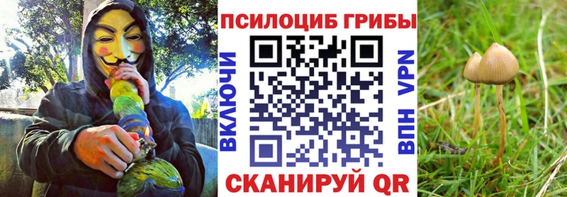 даркнет сайт  Новоульяновск  Псилоцибиновые грибы Psilocybe 